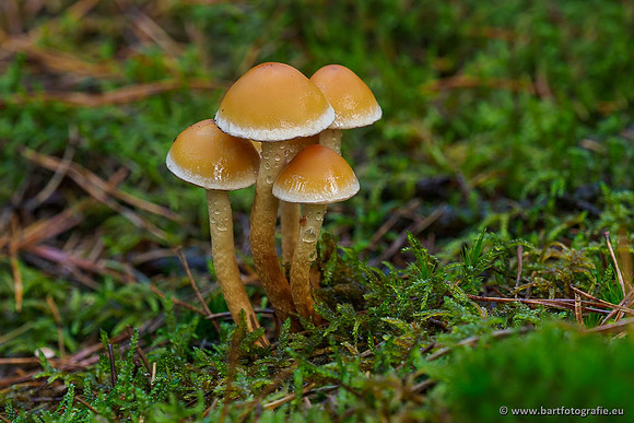 Paddenstoelen 2019, Bart Fotografie-097