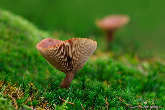 Paddenstoelen 2019, Bart Fotografie-098
