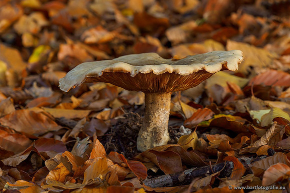 Paddenstoelen 2019, Bart Fotografie-103