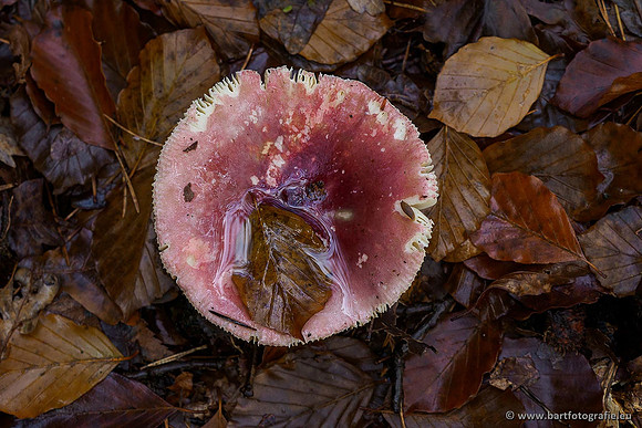 Paddenstoelen 2019, Bart Fotografie-099