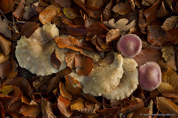 Paddenstoelen 2019, Bart Fotografie-101