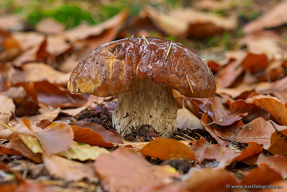 Paddenstoelen 2019, Bart Fotografie-100