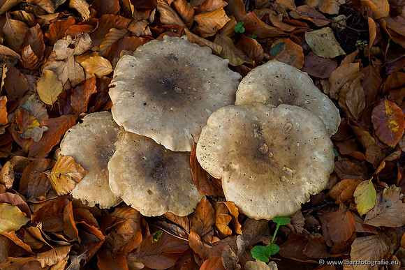 Paddenstoelen 2019, Bart Fotografie-102