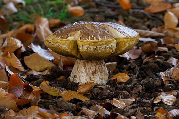Paddenstoelen 2019, Bart Fotografie-104