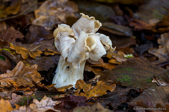 Paddenstoelen 2019, Bart Fotografie-109