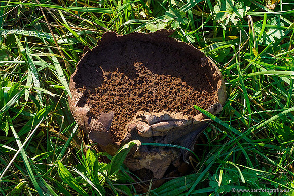 Paddenstoelen 2019, Bart Fotografie-107