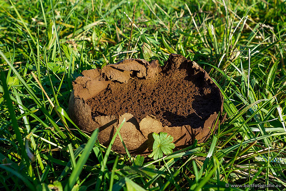 Paddenstoelen 2019, Bart Fotografie-105