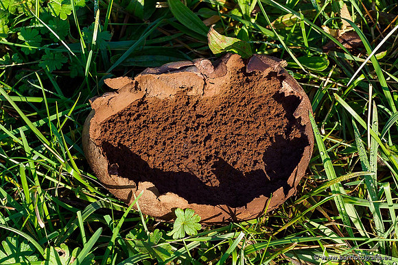 Paddenstoelen 2019, Bart Fotografie-106