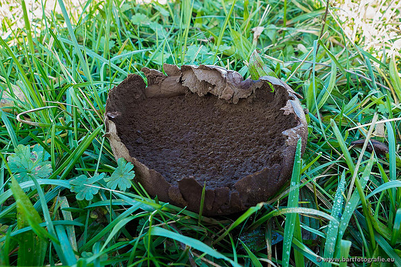 Paddenstoelen 2019, Bart Fotografie-108