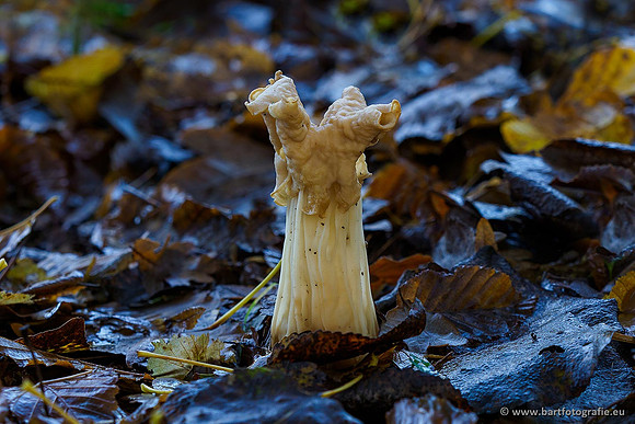 Paddenstoelen 2019, Bart Fotografie-110