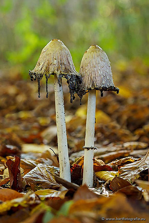 Paddenstoelen 2019, Bart Fotografie-112