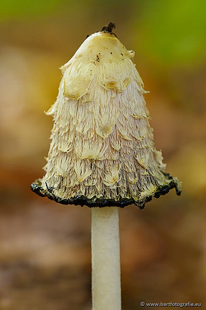 Paddenstoelen 2019, Bart Fotografie-114