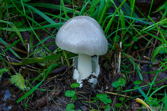 Paddenstoelen 2019, Bart Fotografie-111