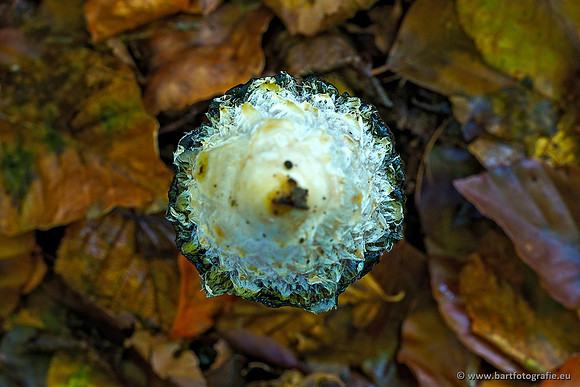 Paddenstoelen 2019, Bart Fotografie-113