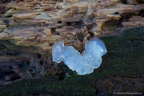 Paddenstoelen 2019, Bart Fotografie-116
