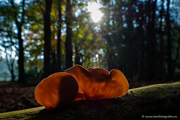 Paddenstoelen 2019, Bart Fotografie-119