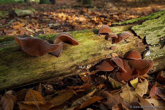 Paddenstoelen 2019, Bart Fotografie-117