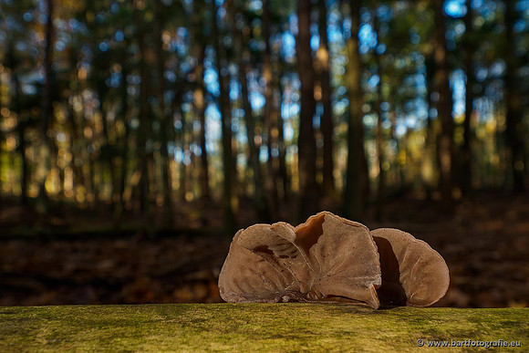 Paddenstoelen 2019, Bart Fotografie-121