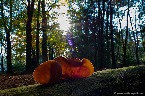 Paddenstoelen 2019, Bart Fotografie-120