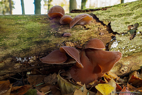 Paddenstoelen 2019, Bart Fotografie-118