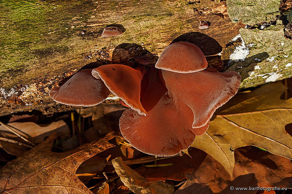 Paddenstoelen 2019, Bart Fotografie-122