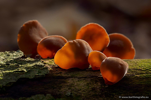 Paddenstoelen 2019, Bart Fotografie-125