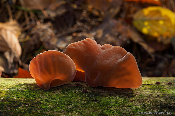 Paddenstoelen 2019, Bart Fotografie-124