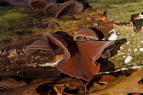 Paddenstoelen 2019, Bart Fotografie-123