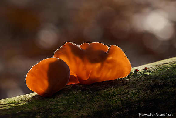 Paddenstoelen 2019, Bart Fotografie-126