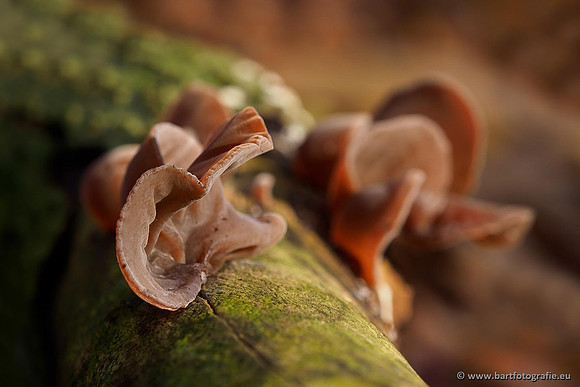 Paddenstoelen 2019, Bart Fotografie-127