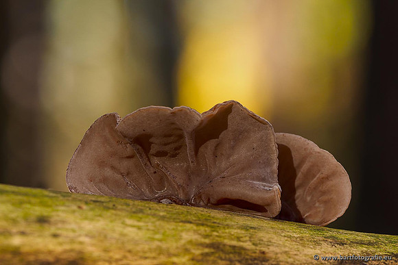 Paddenstoelen 2019, Bart Fotografie-128
