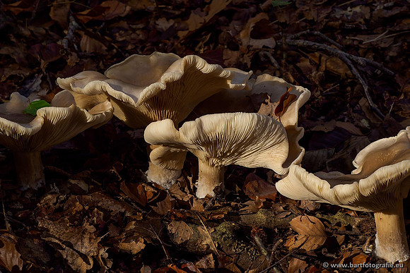 Paddenstoelen 2019, Bart Fotografie-130
