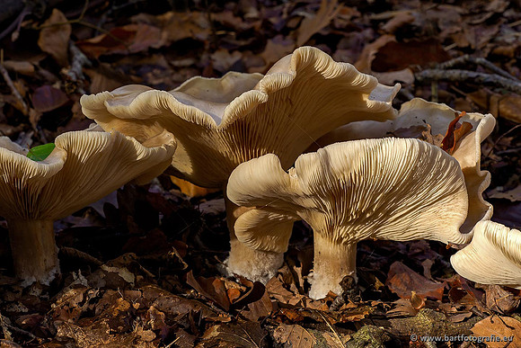 Paddenstoelen 2019, Bart Fotografie-131