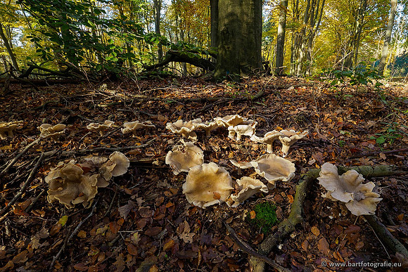 Paddenstoelen 2019, Bart Fotografie-129