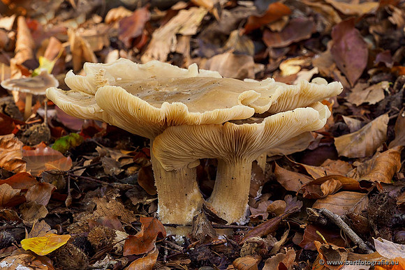 Paddenstoelen 2019, Bart Fotografie-132