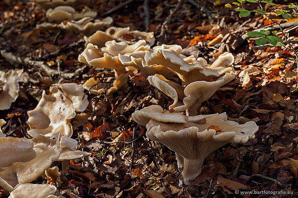 Paddenstoelen 2019, Bart Fotografie-133