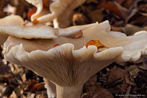 Paddenstoelen 2019, Bart Fotografie-134