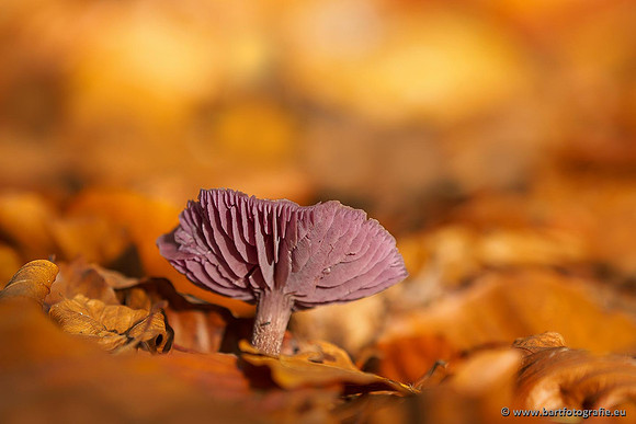 Paddenstoelen 2019, Bart Fotografie-137