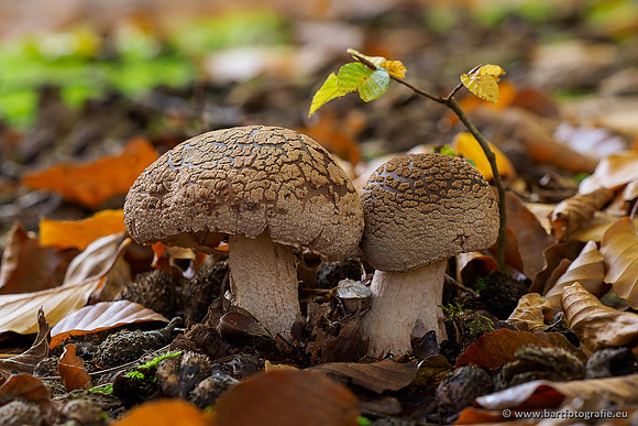 Paddenstoelen 2019, Bart Fotografie-135