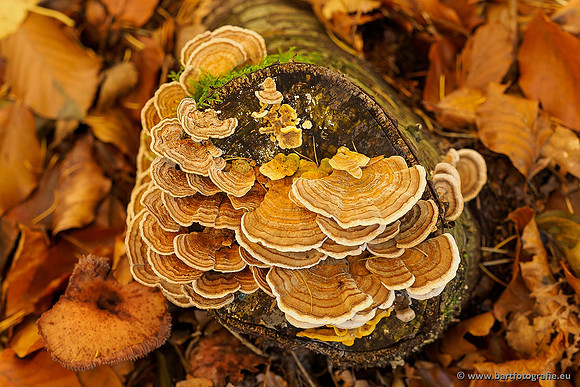 Paddenstoelen 2019, Bart Fotografie-136