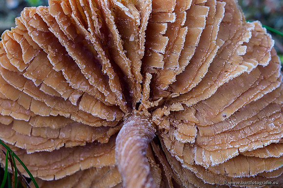 Paddenstoelen 2019, Bart Fotografie-138