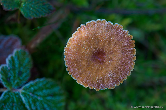 Paddenstoelen 2019, Bart Fotografie-139