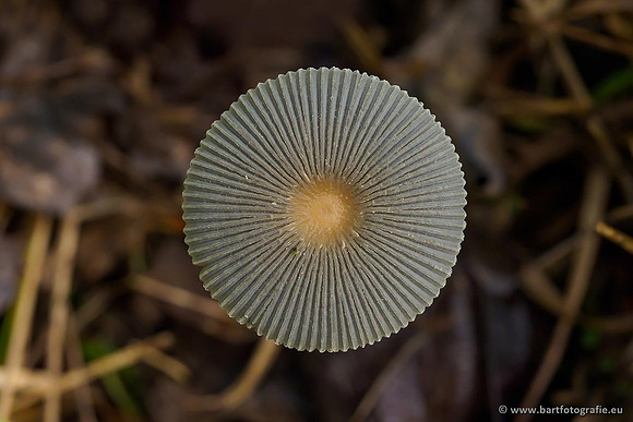 Paddenstoelen 2019, Bart Fotografie-140