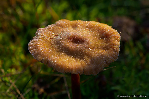 Paddenstoelen 2019, Bart Fotografie-141