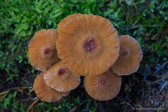 Paddenstoelen 2019, Bart Fotografie-142