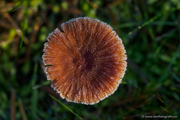 Paddenstoelen 2019, Bart Fotografie-143