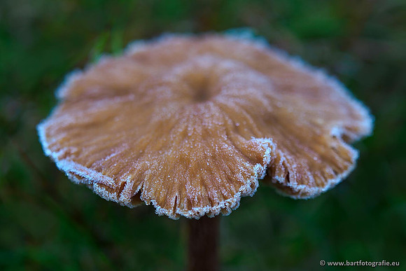 Paddenstoelen 2019, Bart Fotografie-144