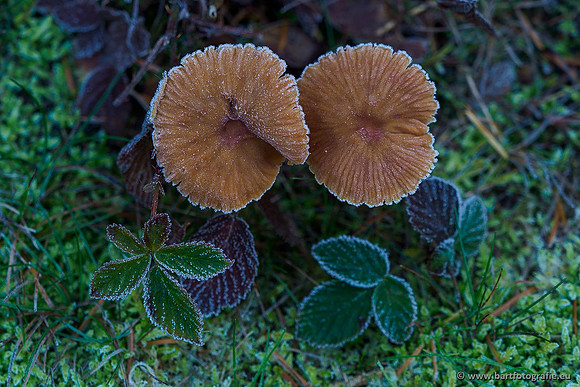 Paddenstoelen 2019, Bart Fotografie-145