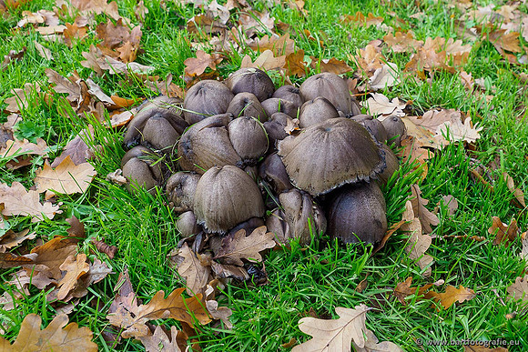Paddenstoelen 2019, Bart Fotografie-146