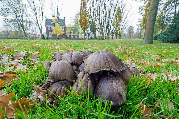 Paddenstoelen 2019, Bart Fotografie-147